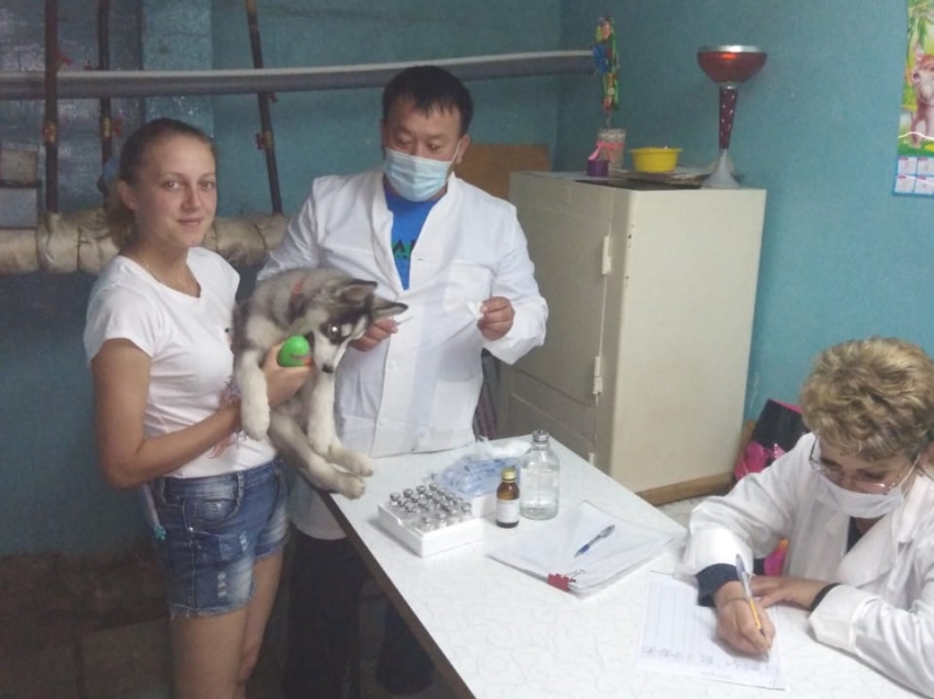 Мобильные пункты вакцинации от бешенства открылись в Краснокаменке 